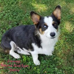 DOTTIE - Pembroke Welsh Corgi