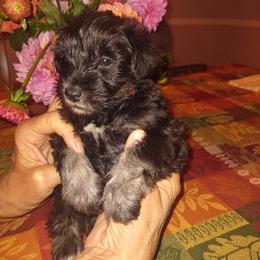 Miniature Schnauzer Puppies from Shenandoah Schnauzers