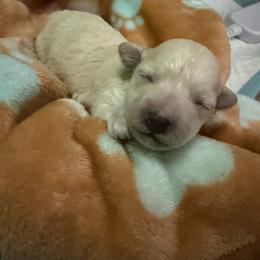 Ollie - White female Maltipoo puppy in Lochbuie, Colorado from ABLE