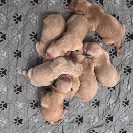 Girl 1 pick - Golden female Golden Retriever puppy in Piedmont, South Carolina from The Farm at Saluda Ridge