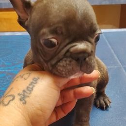French Bulldogs from Sal-Rod Texas Frenchies