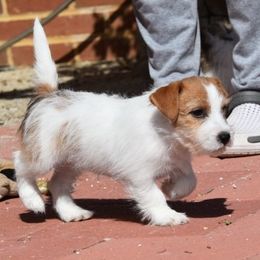 Nutmeg Girl 2 - White and tan female Russell Terrier puppy in Middletown, Virginia from DBF Russell Terriers