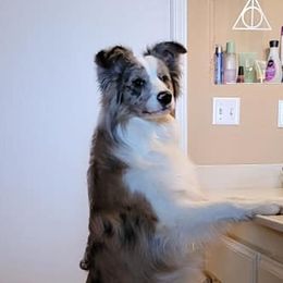 Bristol - Border Collie