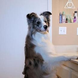 Bristol - Border Collie