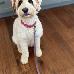 Sassy - Australian Labradoodle