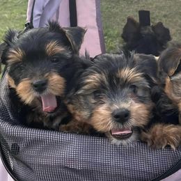 Yorkshire Terriers from Sophie Pups of Southwest Ga
