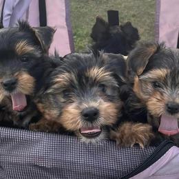 Yorkshire Terriers from Sophie Pups of Southwest Ga