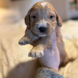 Honey - Red  female Goldendoodle puppy in Jacksonville, Florida from Dandelion Doodles