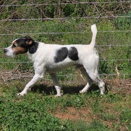 Bear - Jack Russell Terrier