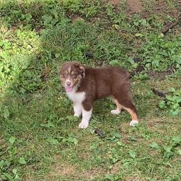 Australian Shepherd and Pembroke Welsh Corgi Puppies from Mallory Pembroke Welsh Corgis And Australian Shepherds