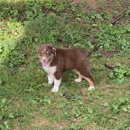 Australian Shepherd and Pembroke Welsh Corgi Puppies from Mallory Pembroke Welsh Corgis And Australian Shepherds