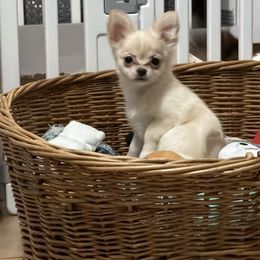 Marie - Cream and white female Chihuahua puppy in Williamsburg, Virginia from PAWSitive Cheeky Chihuahuas