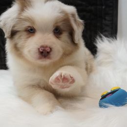 Aussiedoodles, Cavapoos, Miniature Australian Shepherds, and Toy Australian Shepherds from Blue Hue Aussies