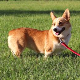 Red - Pembroke Welsh Corgi