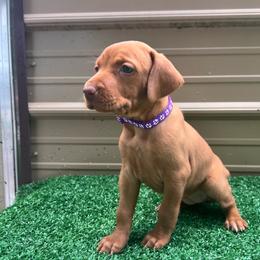 Girl - Golden rust female Vizsla puppy in Dugspur, Virginia from Pilgrims Trails Shorthairs