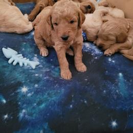 Goldendoodle Puppies from 3 Willows Goldendoodles