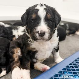 Light Blue - Tri-color female Bernedoodle puppy in Marne, Michigan from MI Doodles