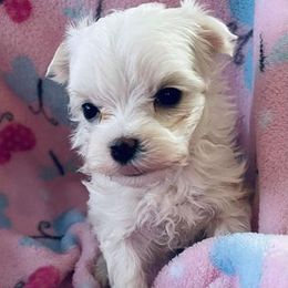 Maltese Puppies from Rockin Rivers AKC Maltese & Malshi's