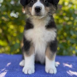 Lucky Charm - Black tri-color female Australian Shepherd puppy in Touchet, Washington from Northwest Rainbow Aussies and Golden Retrievers