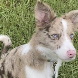 Border Collies from Stratum Run Border Collies