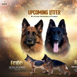 German Shepherd Puppies from Leah Willis