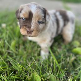 Miniature Australian Shepherd Puppies from Marrowbone Creek Aussies