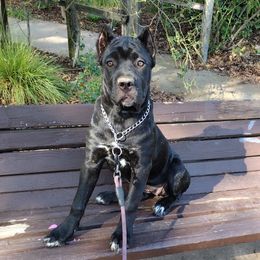 Belle - Black brindle female Cane Corso puppy in Diamond Springs, California from Solo Uno Cane Corso