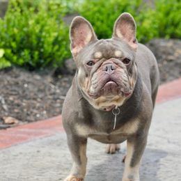 Marci - French Bulldog