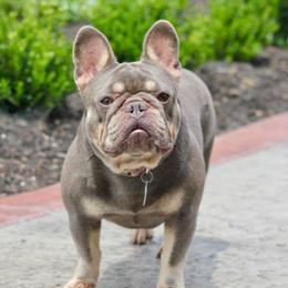 Marci - French Bulldog