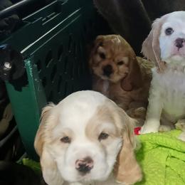 Cocker Spaniels from Donna Vaughn