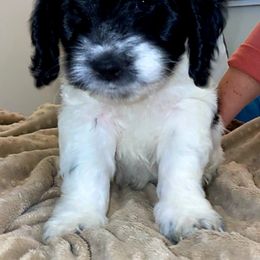Cockapoo and Poodle Puppies from FurEver Young Kennels