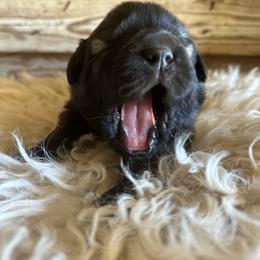 Female pup 1 - Sable female Working Dog Cross puppy in Pleasant View, Colorado from Pails & Provisions Farm