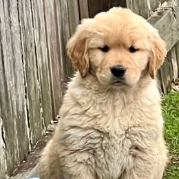 Snickers - Dark golden female Golden Retriever puppy in Saint Pauls, North Carolina from Copperfield’s Goldens