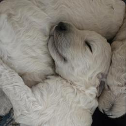 White boy - White male Poodle puppy in Hammond, Maine from Meadow Mt Poodles of Maine