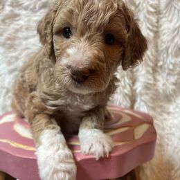 Honey - Cream female Goldendoodle puppy in Placerville, California from New Dawn Poodles and Doodles