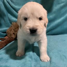 Piper - Light golden female Golden Retriever puppy in Ennis, Texas from Amberidge Golden Retrievers