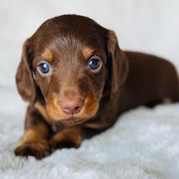 Buddy - Chocolate and tan male Dachshund puppy in Holtwood, Pennsylvania from Holly Hill Dachshunds