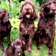 Pudelpointers from Point North Gundogs