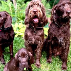 Pudelpointers from Point North Gundogs