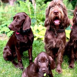 Pudelpointers from Point North Gundogs