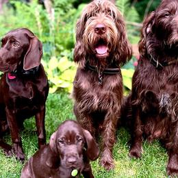 Pudelpointers from Point North Gundogs