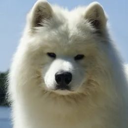 Samoyeds from DreamQuest Samoyeds