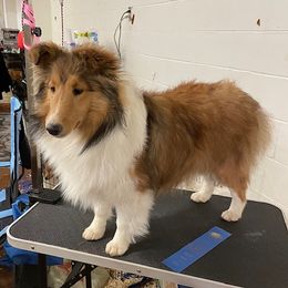 Sariya - Shetland Sheepdog