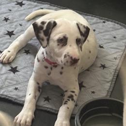 Lilo - White and liver brown female Dalmatian puppy in Hastings, Florida from Love My Spotty Dalmatians