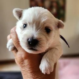 Purple - White female West Highland White Terrier puppy in Vermilion, Ohio from Snowy Mountain West Highland White Terriers