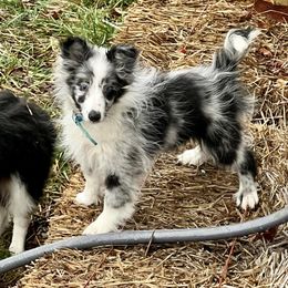 Pomsky, Shetland Sheepdog, and Toy Shetland Sheepdog Puppies from Mountain High Kennels