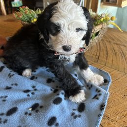 Cockapoo, Sheepadoodle, and Whoodle Puppies from Saddle Mountain Doodles