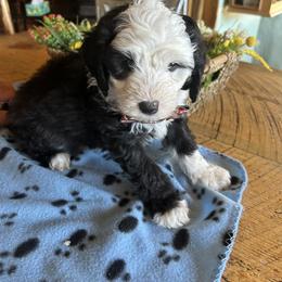 Cockapoo, Sheepadoodle, and Whoodle Puppies from Saddle Mountain Doodles
