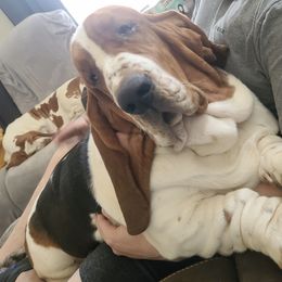 Basset Hounds from Pride Rock Basset Hounds