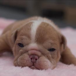 Flurry - Lilac tri-color female Bulldog puppy in Warsaw, New York from Hillview Kennels